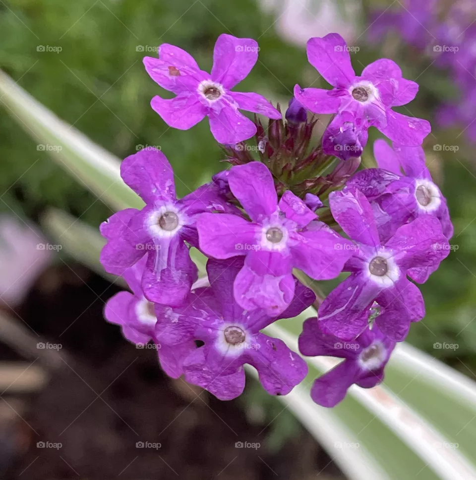 Pretty in purple 