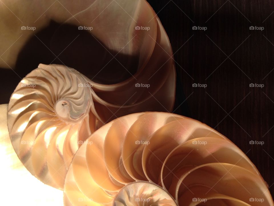 Nautilus shell cross section spiral symmetry pompilius seashell Fibonacci sequence swirl curved 
