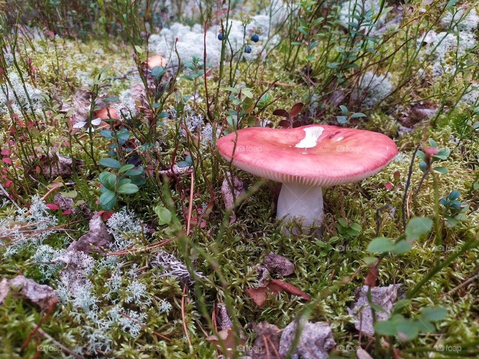 Mushroom