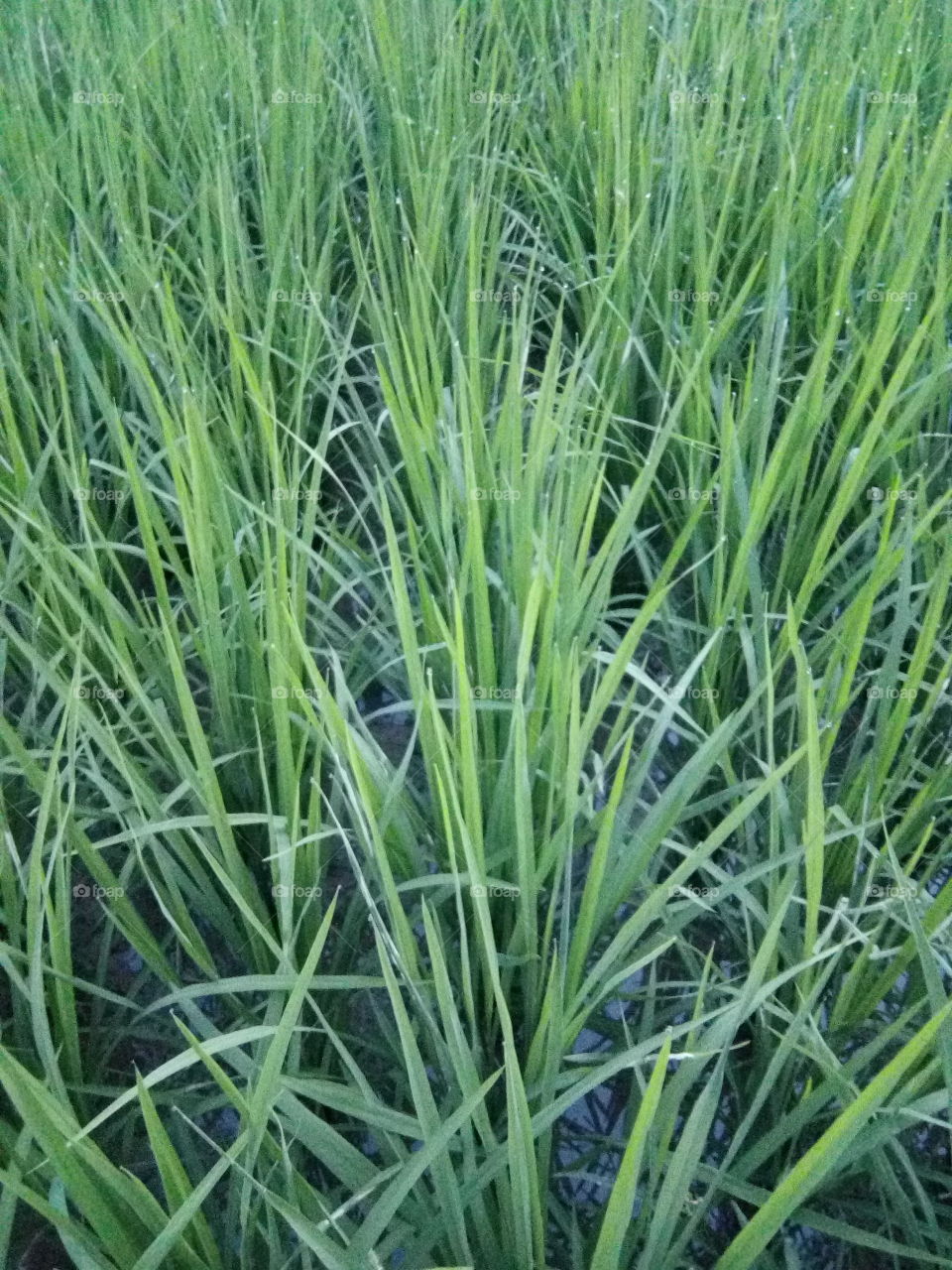 Beautiful green growing crop of rice in the fields of PUNJAB IN INDIA