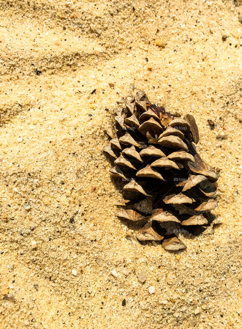 Pine cone on beach 