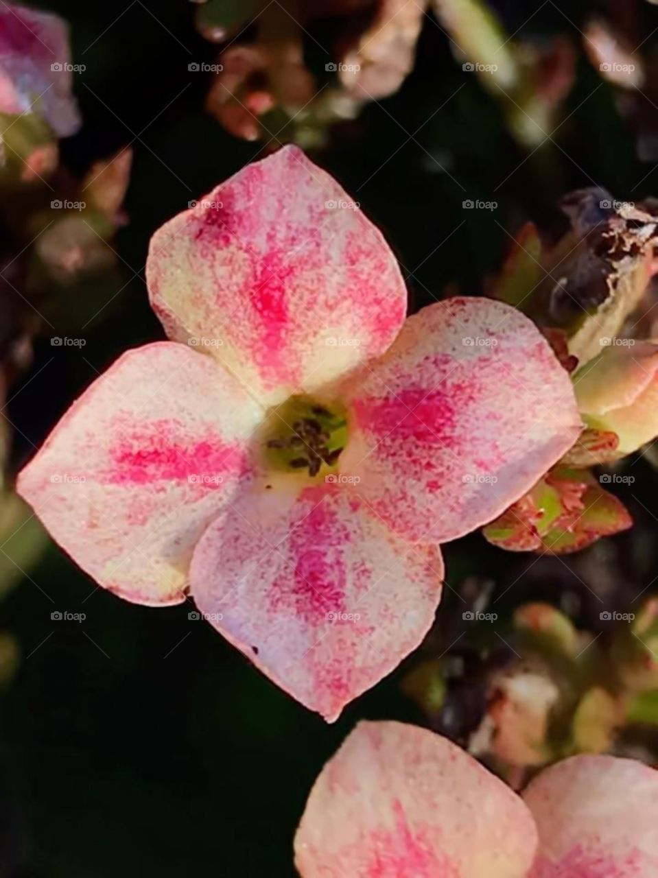 zoom beauty of the lovely tiny flowers