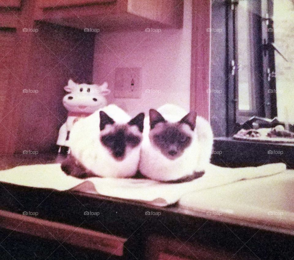 Siamese Mother & Daughter pet  cats, Sealpoint and Lilac Point colors. Inseparable kitties🐾