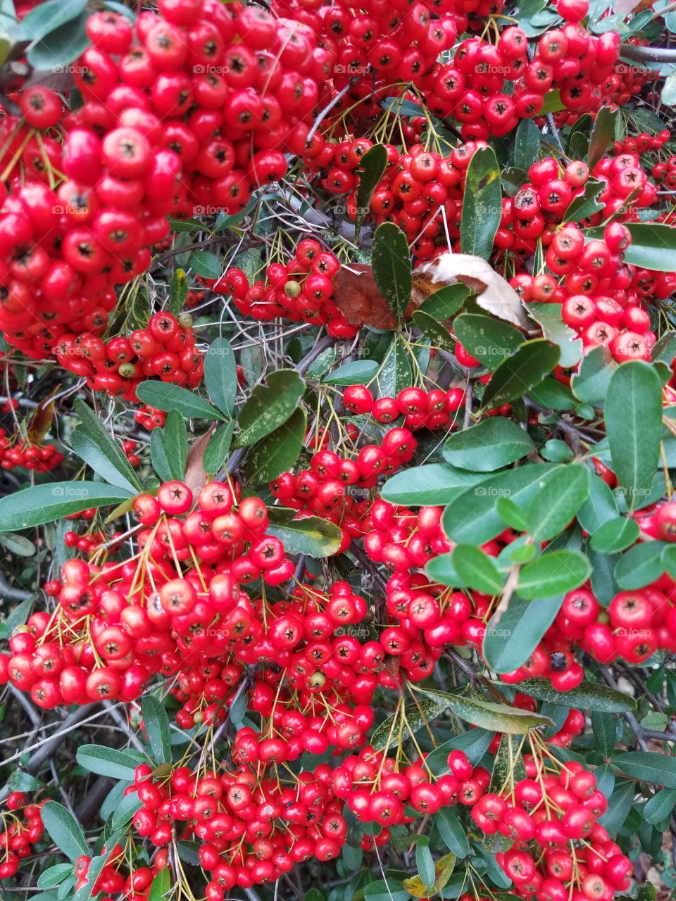 Red and Green