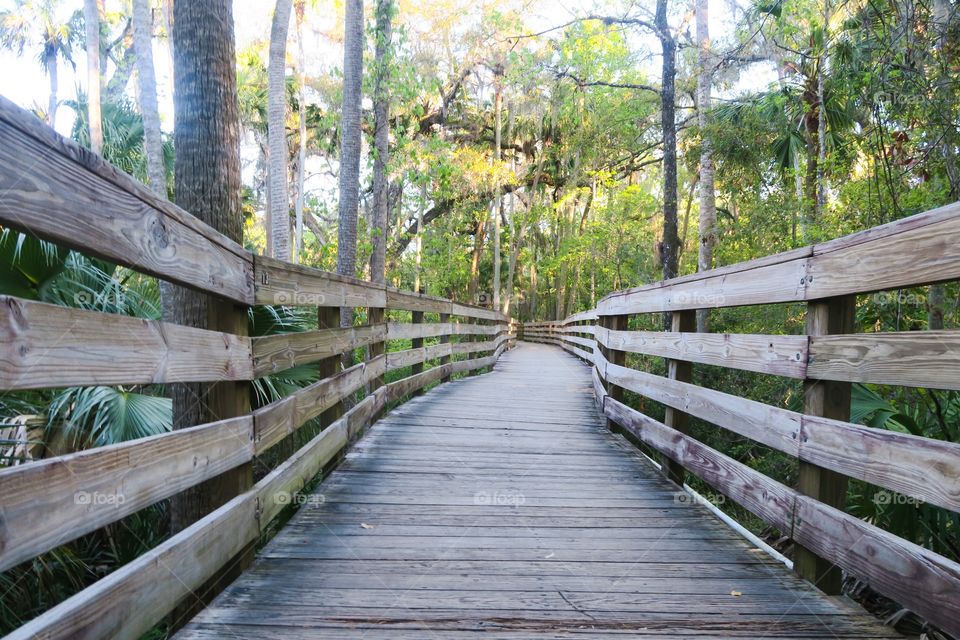 Board walk in the forest