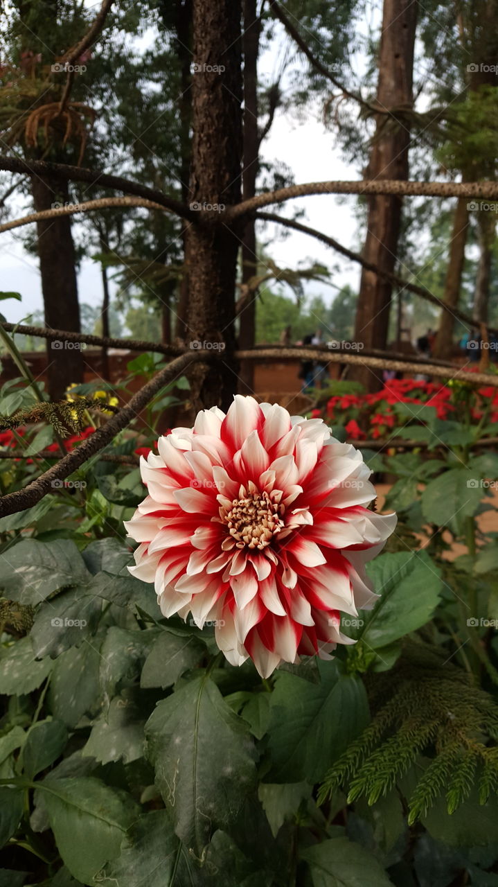 Beautiful Orange Bloom