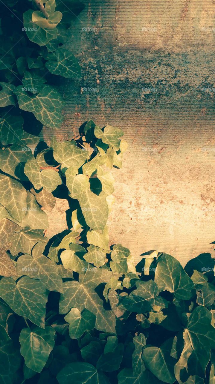 Ivy frame. Vintage filter