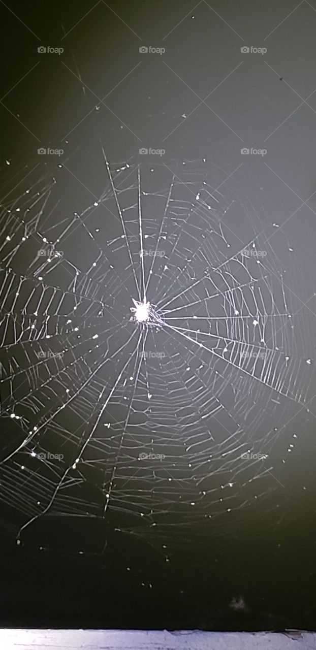 web with spider over water