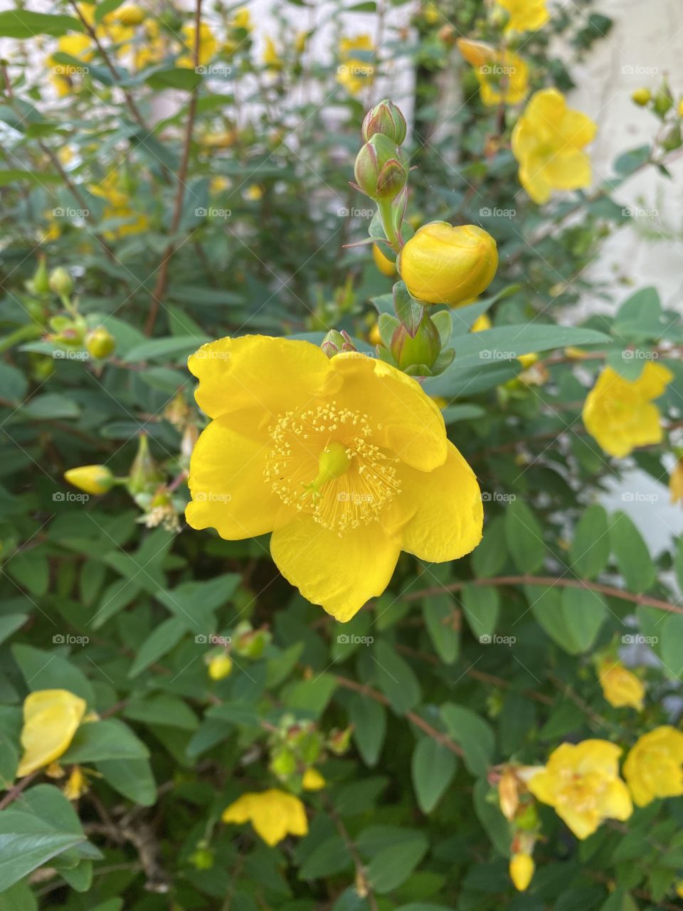 Collected this photo from a local country walking Devon, UK. The freshness of the featured yellow bloom, alerts one to it's presence.