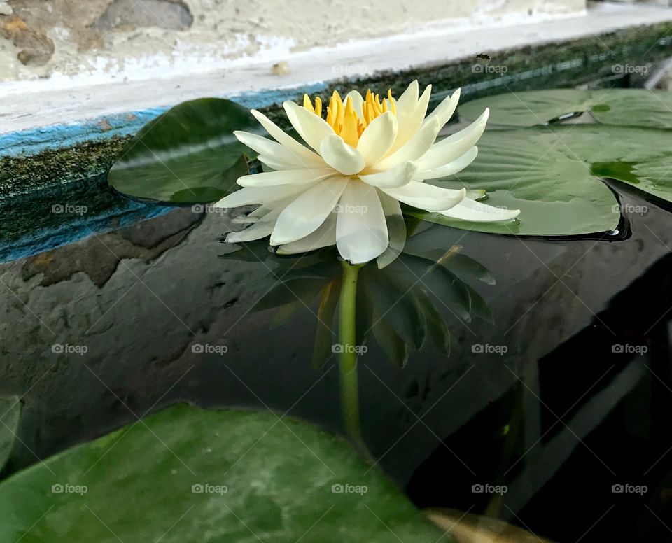 Blooming lotus in pond, Thailand 