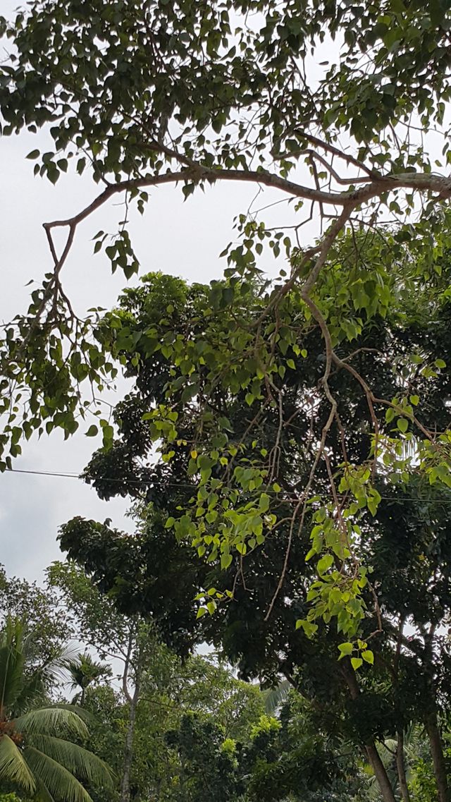 nature