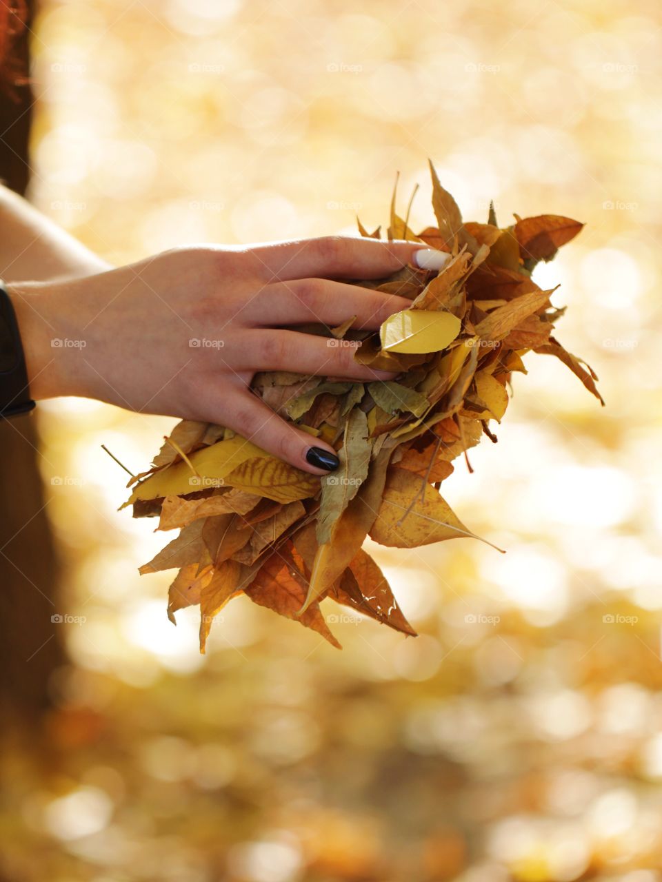 Autumn leaves 