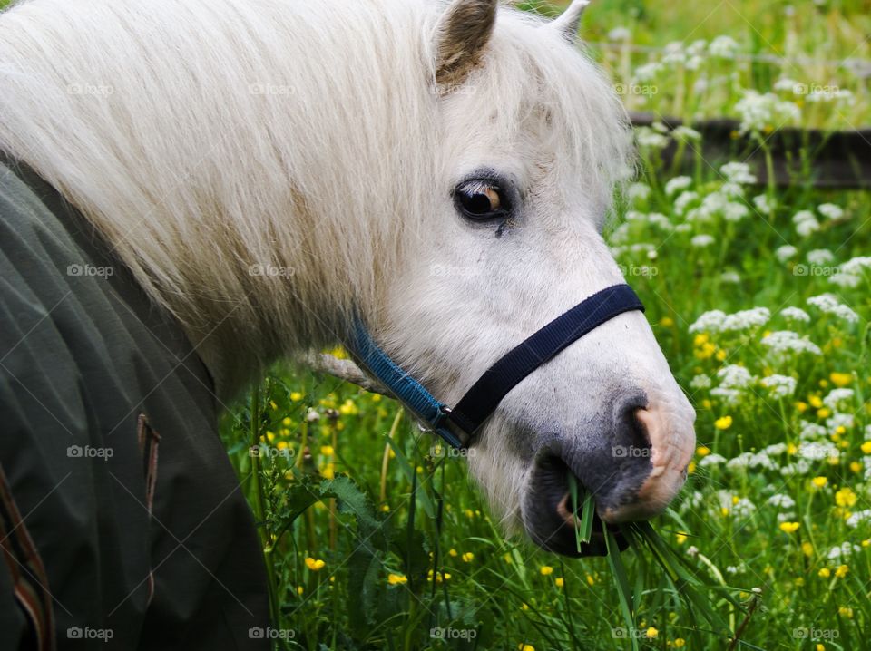 Horse. A cute white pony among summer flowers