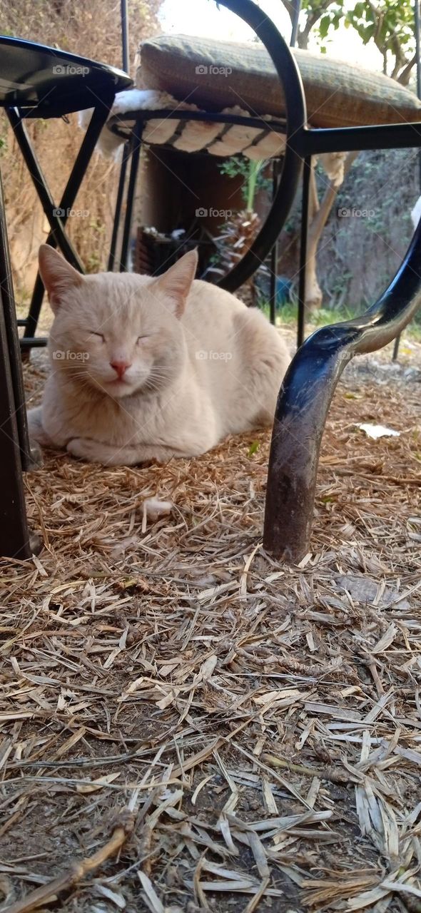 white cat , sleep under table