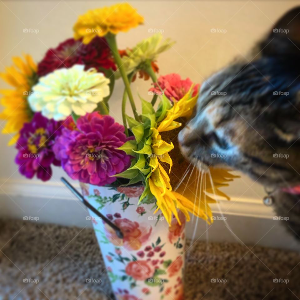 Curious Cat smelling flowers 