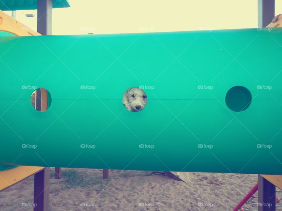 dog playground