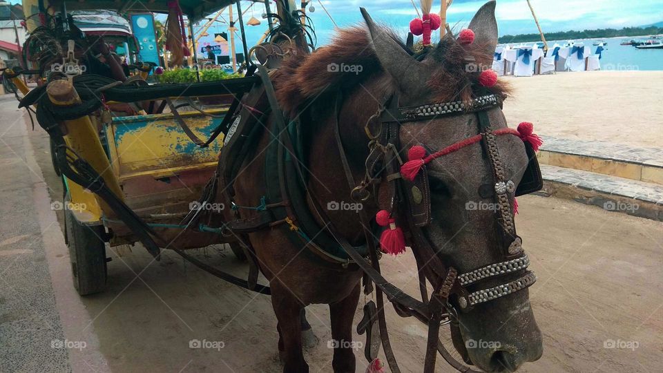 Cidomo is a horse-powered transportation tool typical of the islands of Lombok and the Gili Islands.  Physically, this vehicle is similar to the wagon or horse cart found on the island of Java.  The main difference from a wagon or andong is that a ci