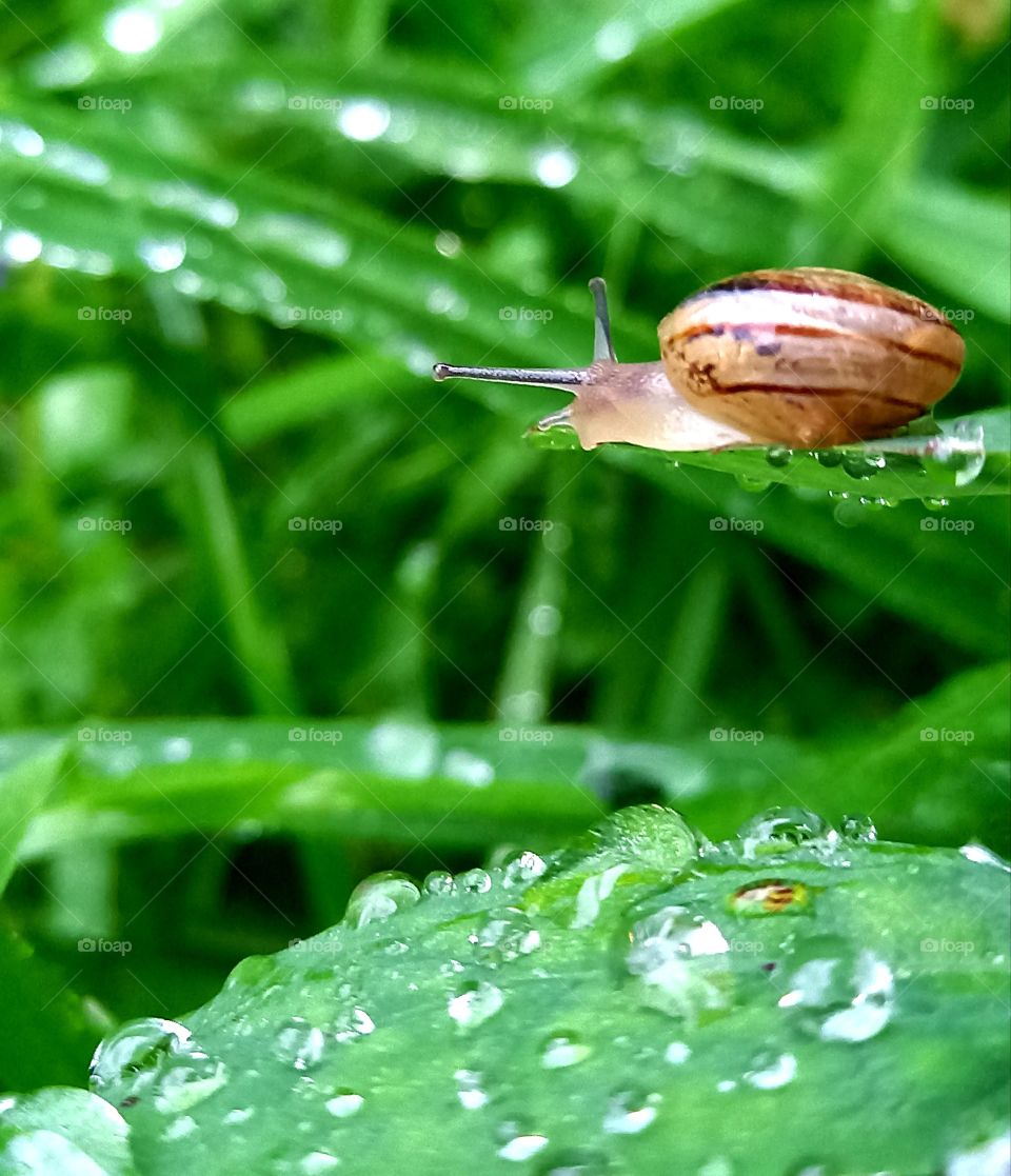 snail