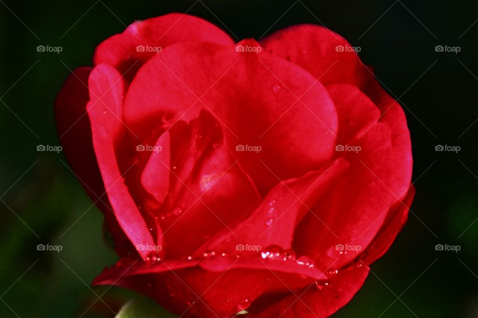 Beautiful Red Rose