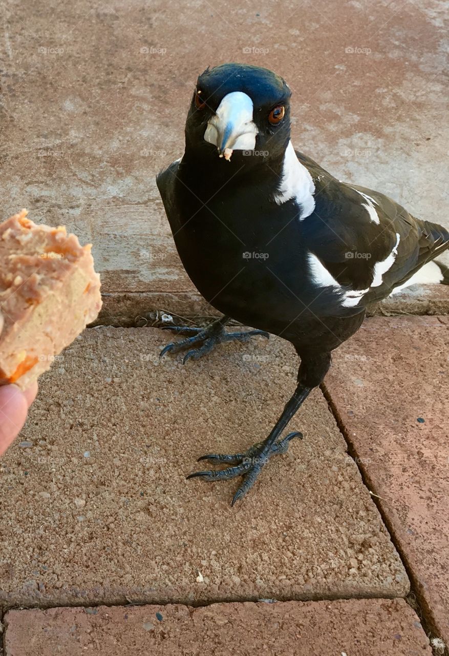 Feeding meat to a magpie