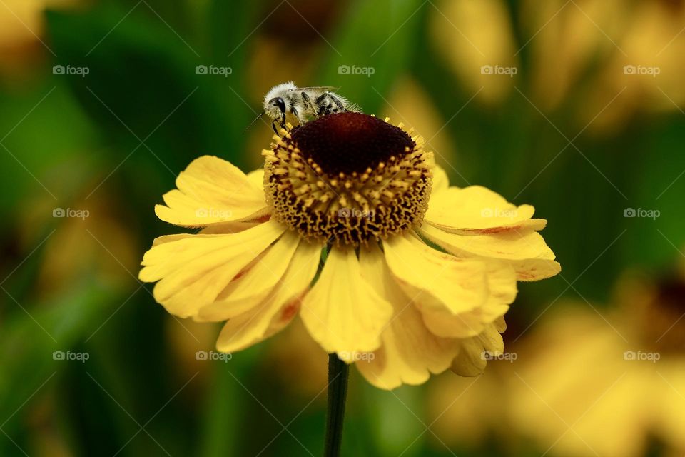 Close-up of insect pollinating yellow flower. 
