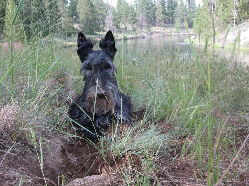 Terrier digging