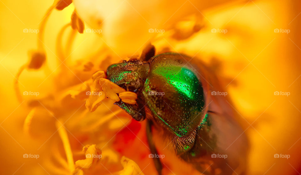 the bug smells flower