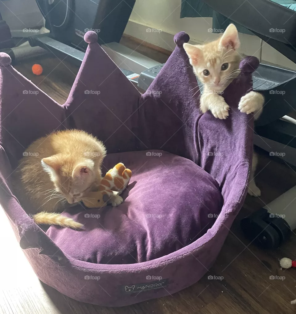 Tabby play