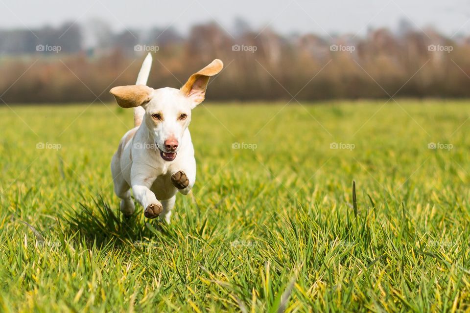 Dog running on grassy field