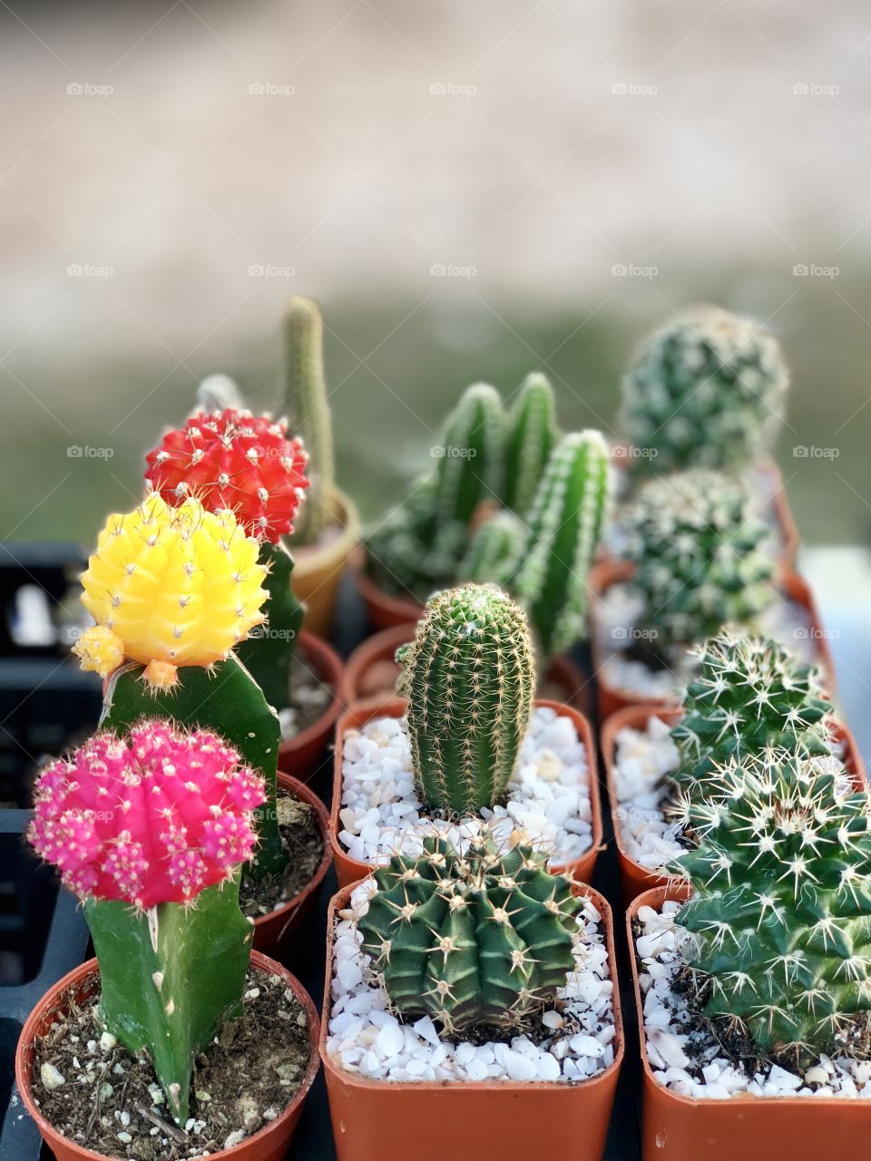 Lovely cactus 