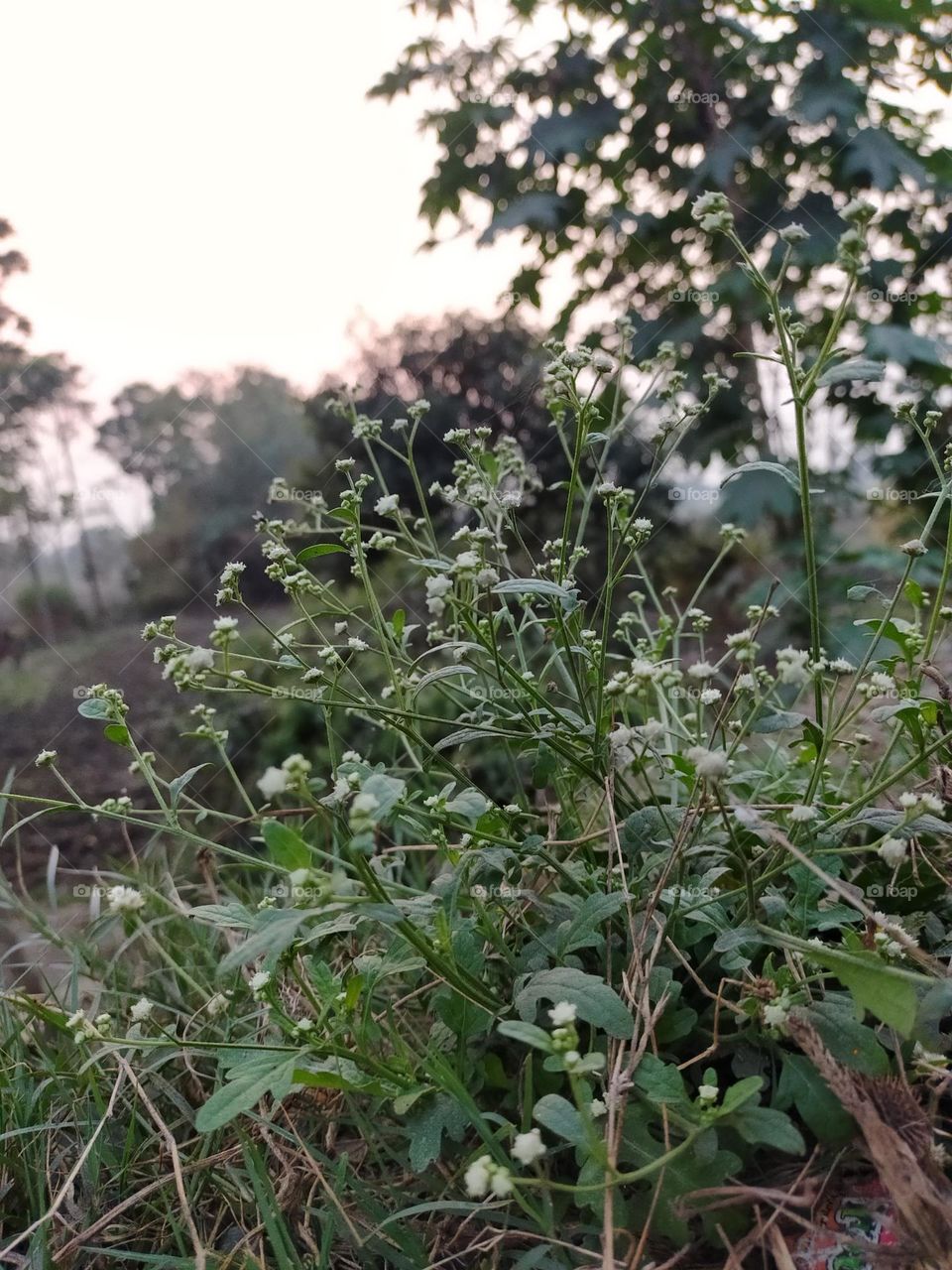 weeds are beautiful.