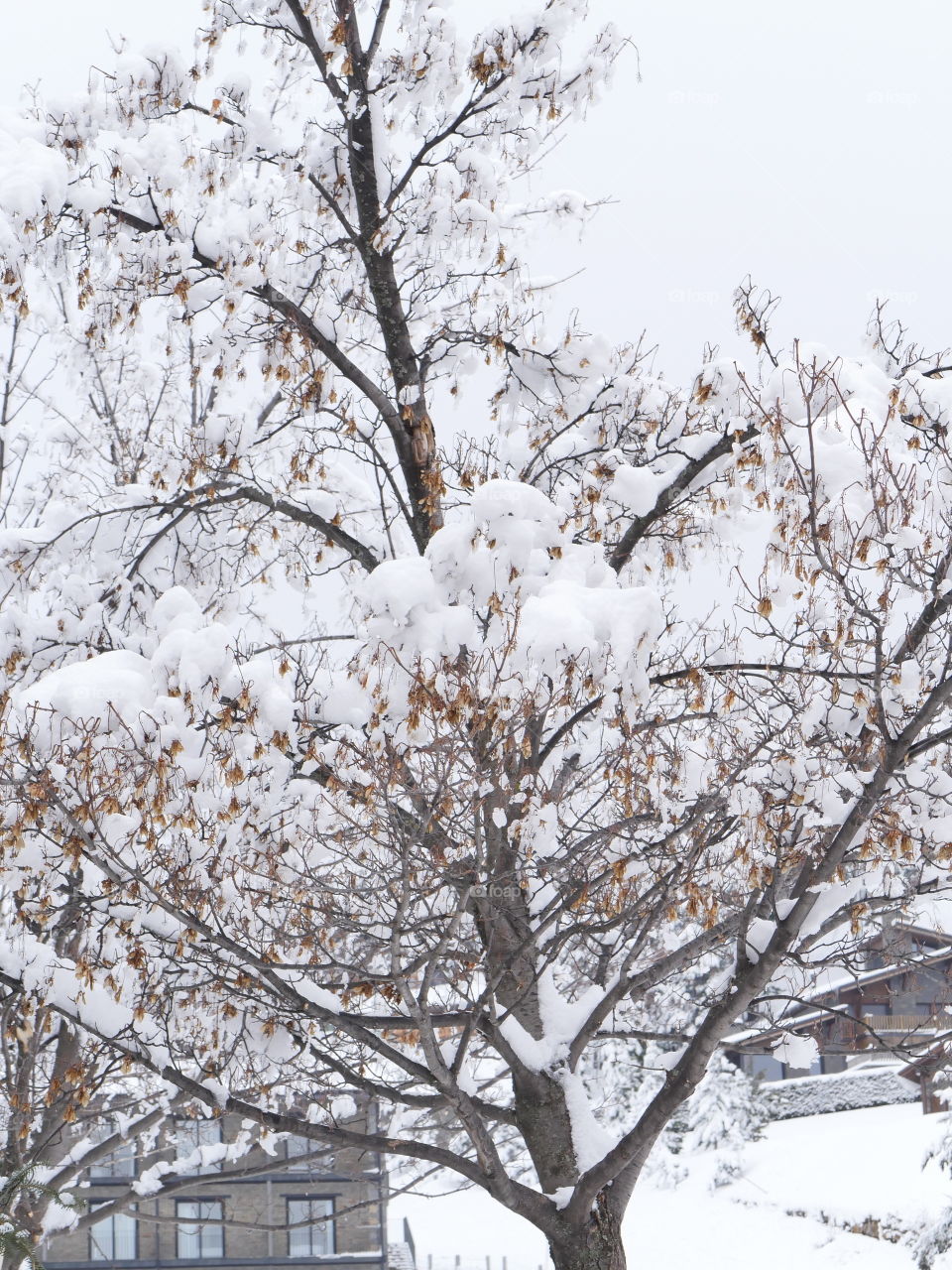 Frozen tree in winter