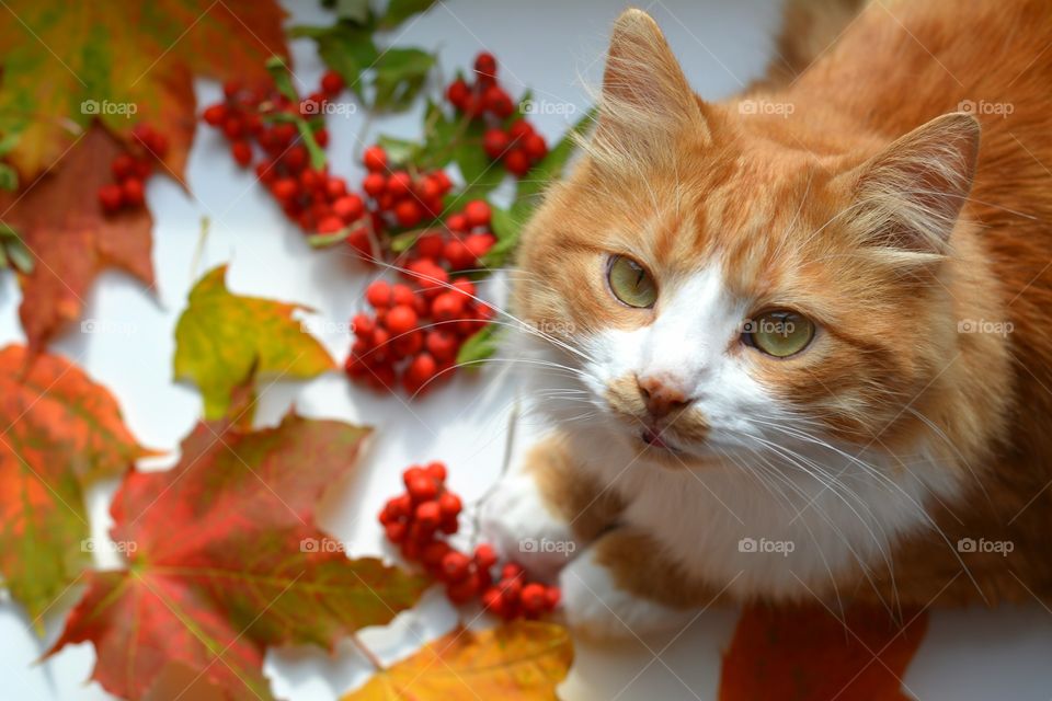 ginger cat pet looking with autumn leaves and red berries top view