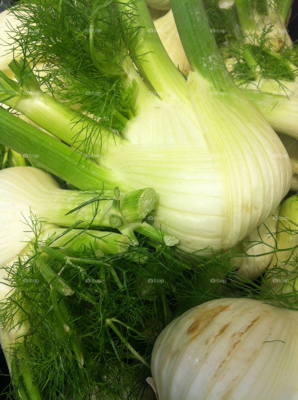 Fennel