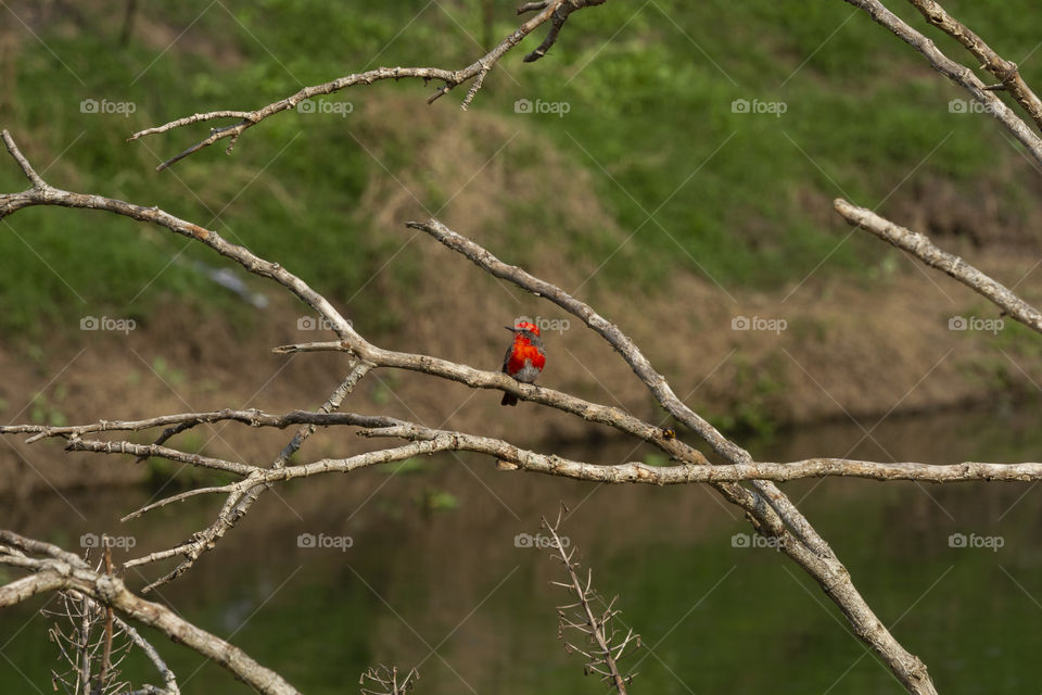 Color red - red bird.