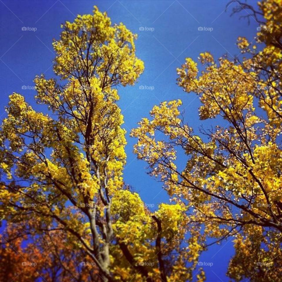 tree