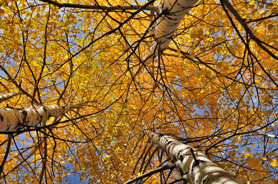 Aspens