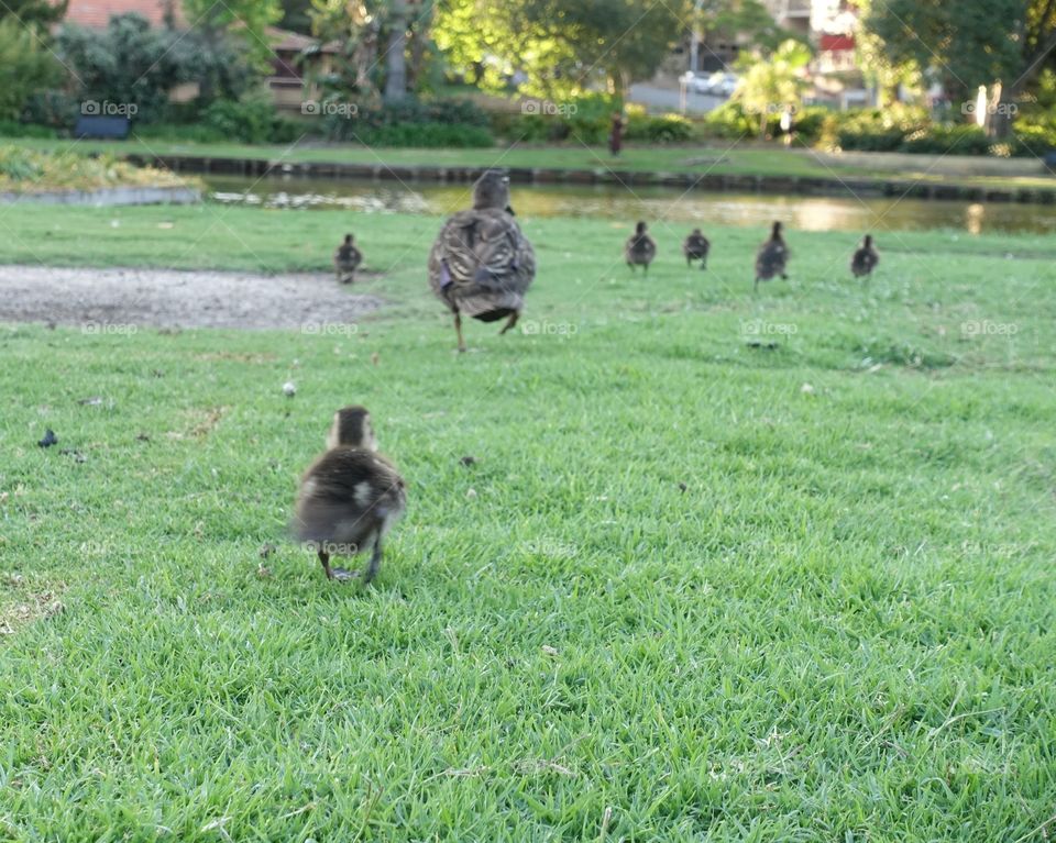Ducklings and their parent are running on the grass. The image shows their appearance from behind. 