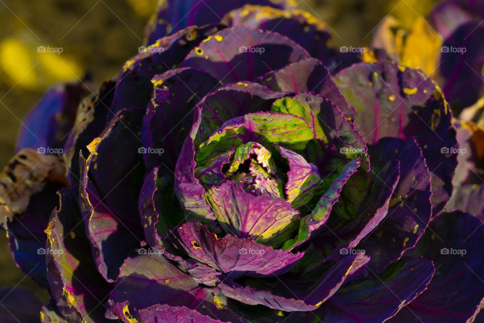 a beautiful cabbage plant in the sun light