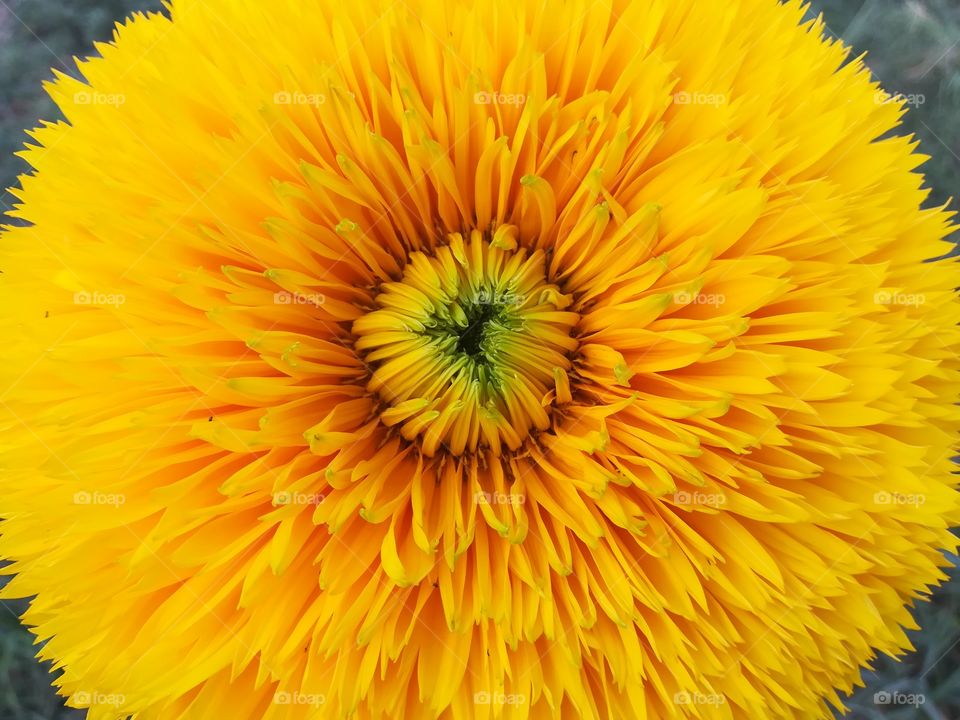 Ornamental sunflower