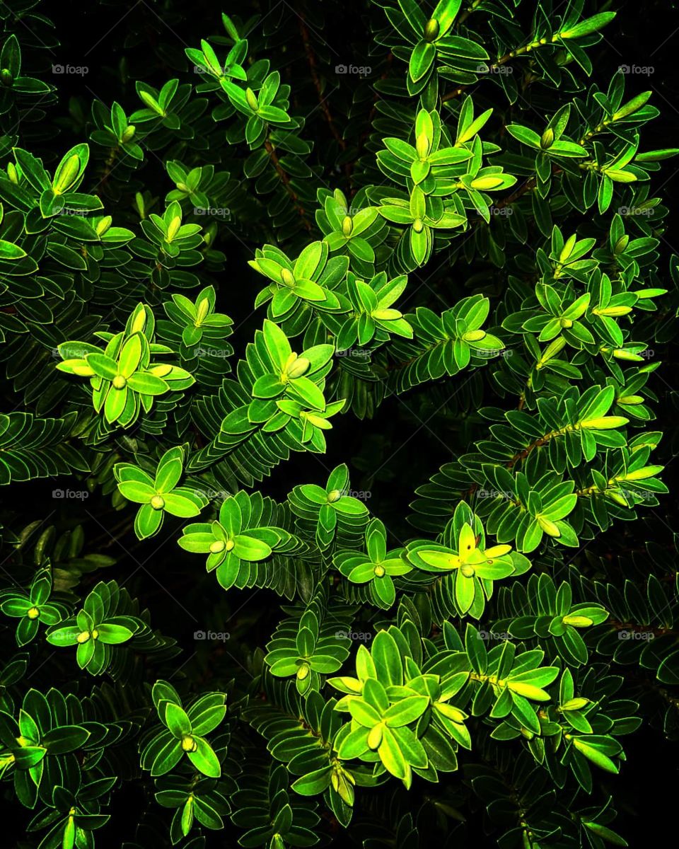 mesmerizing leaf pattern