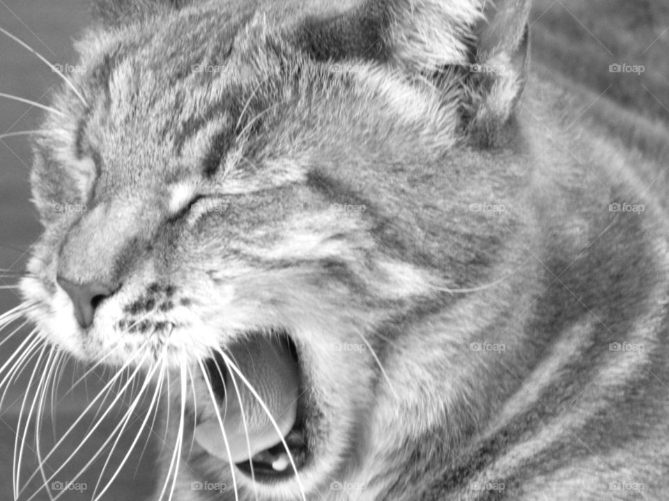 Yawning cat in grey scale.