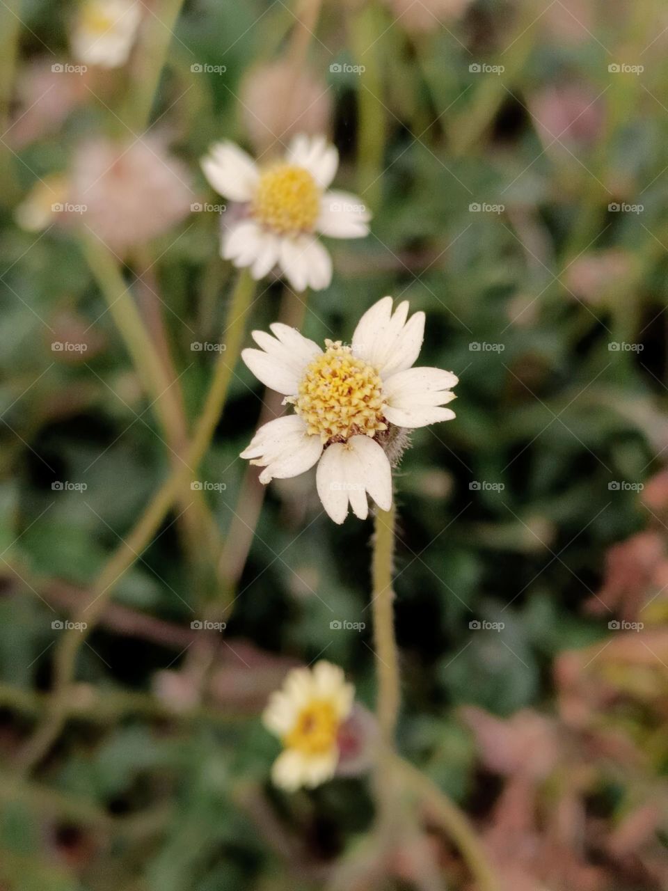 Procumbent Tridax