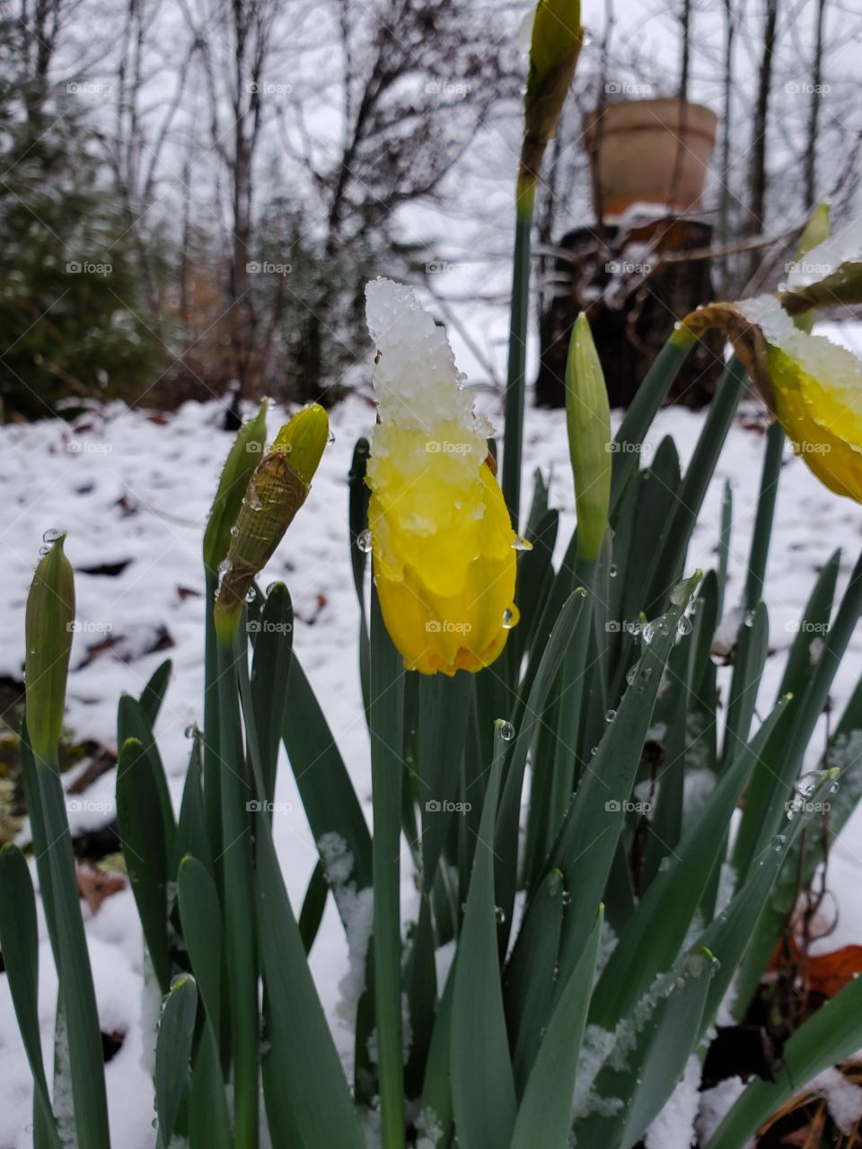 Beautiful daffodil first spring flower