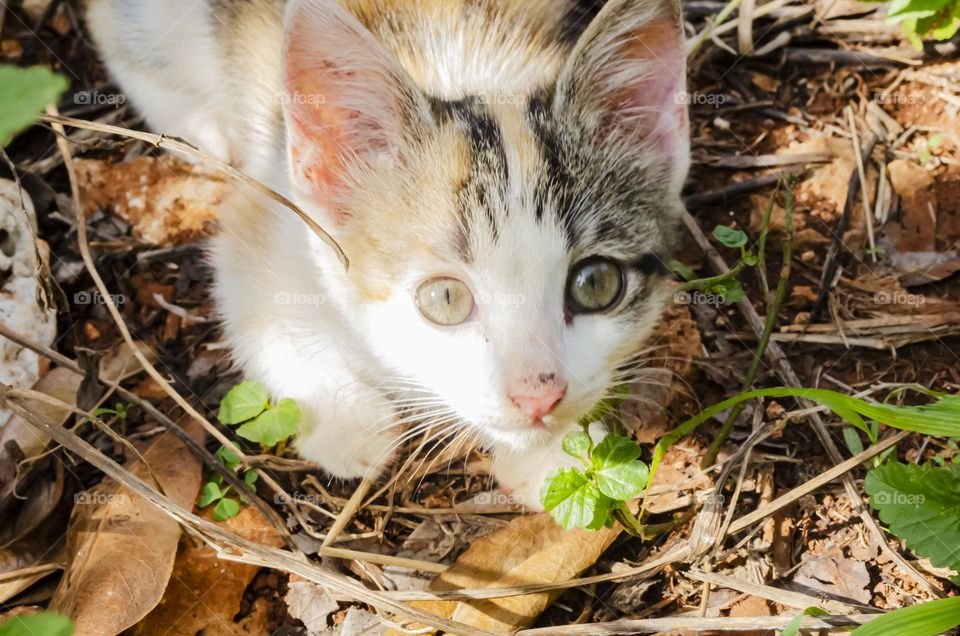 Kitten Lying In Yrash