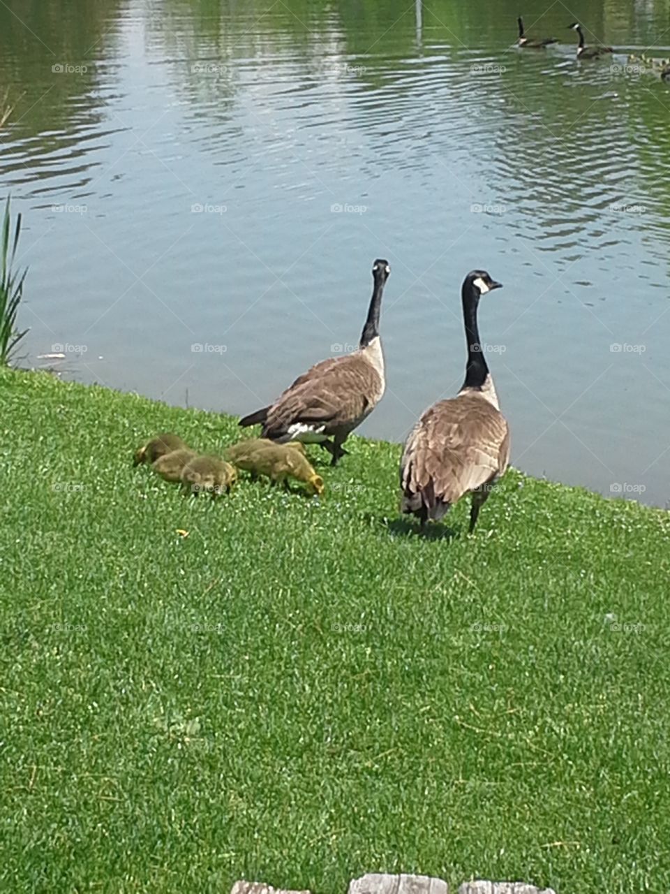 Canadian geese families