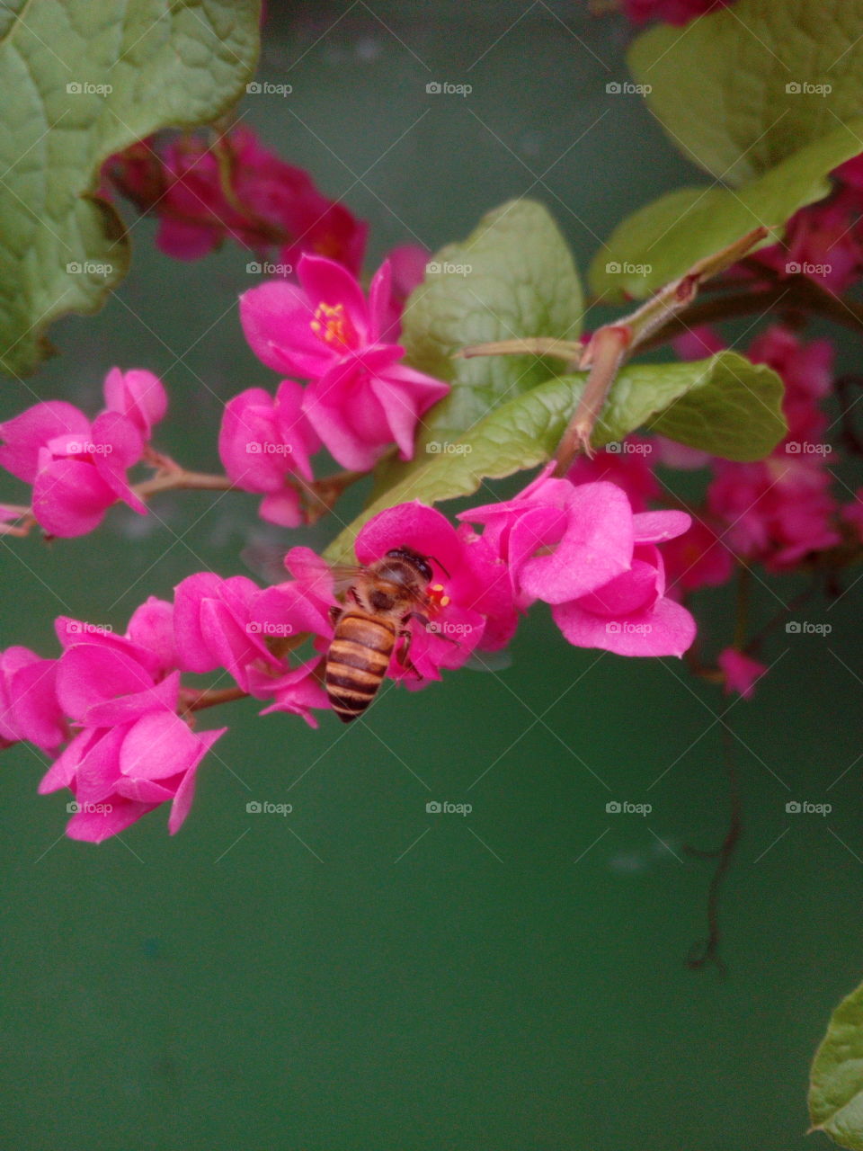 Bee on a Flower