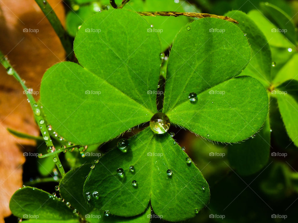 single green clover with water droplet