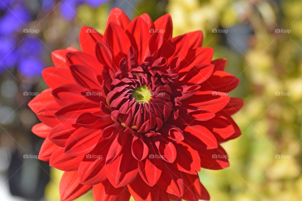 dahlia