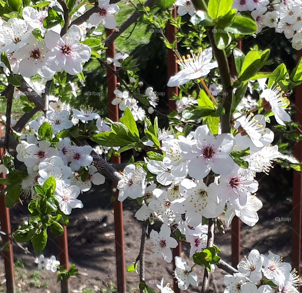 blossom tree